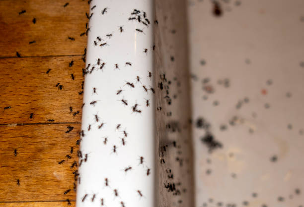 Best Cockroach Control Services  in Moroni, UT
